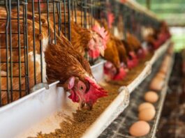 commercial Poultry Layer production