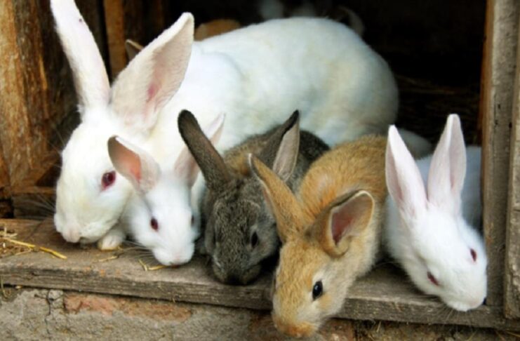 rabbit production