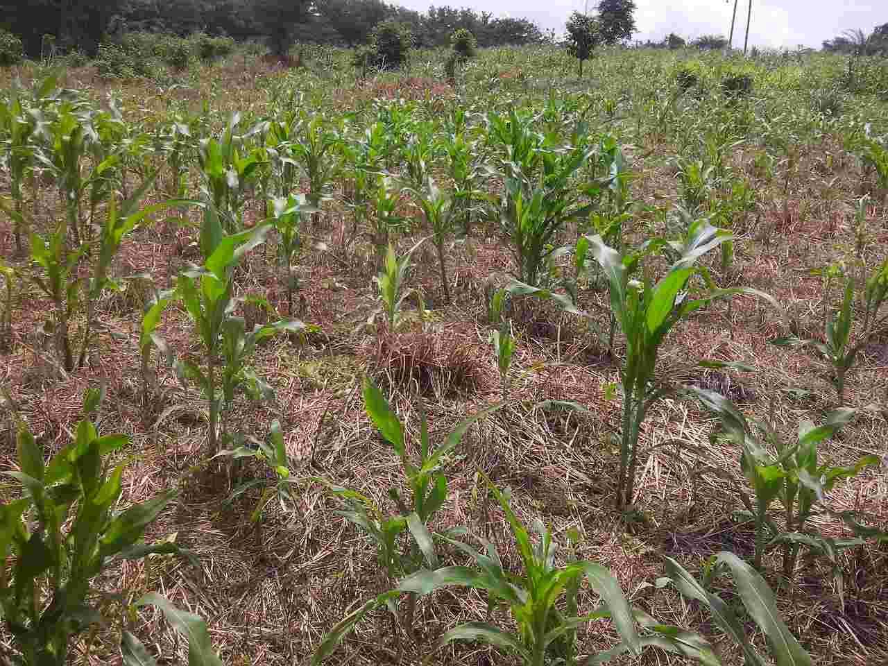 How to Intercrop Maize and Cowpea Under Conservation Agriculture 4 Maize/Cowpea intercrop