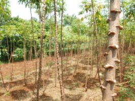 Rapid Multiplication of Cassava