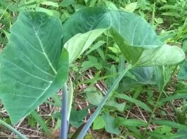 fate of cocoyam disappearing