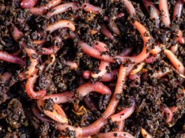 earthworms benefits to agriculture