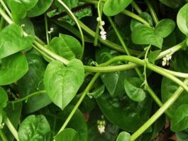 malabar-spinach health benefits