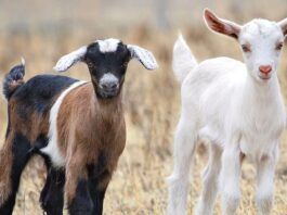quality breeding stock for livestock, sustainable livestock production