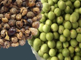 preserving-turkey-berries