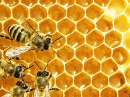 beekeeping types of bees