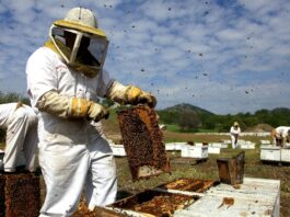beehives apiary beekeeping