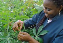 africas-youth-in-agriculture