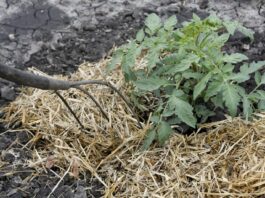 types of mulch, mulch materials