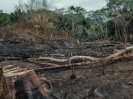 land preparation for cocoa farming