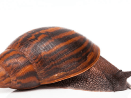 types of snails achatina achatina