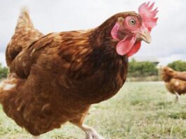 cannibalism in poultry