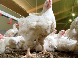 Broiler production
