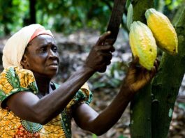 cocoa production in Africa