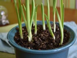 grow garlic