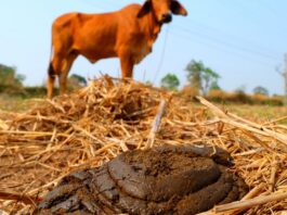 Poultry Manure Vs Cow Dung