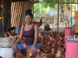 Start 1000 Bird Layer Production with Deep Litter System?