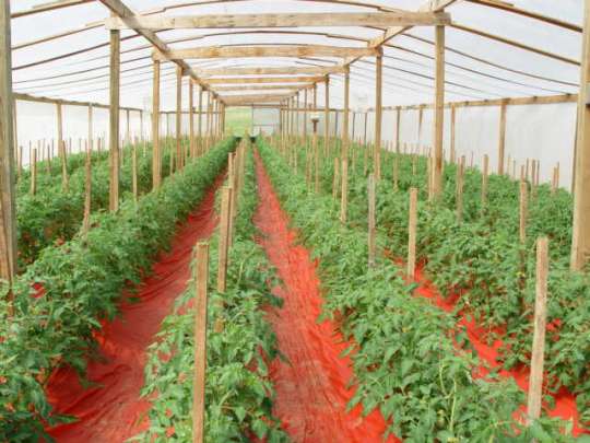 Open-field Vs Greenhouse; Which Is Better for Commercial Vegetable Production in Hot Climate? 4 Open-field vs greenhouse