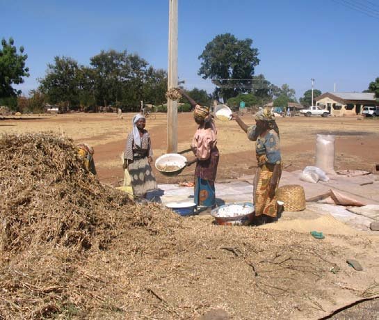 Good Soybean Production: A Comprehensive Farmer's Guide 8 Manual threshing of Soybean