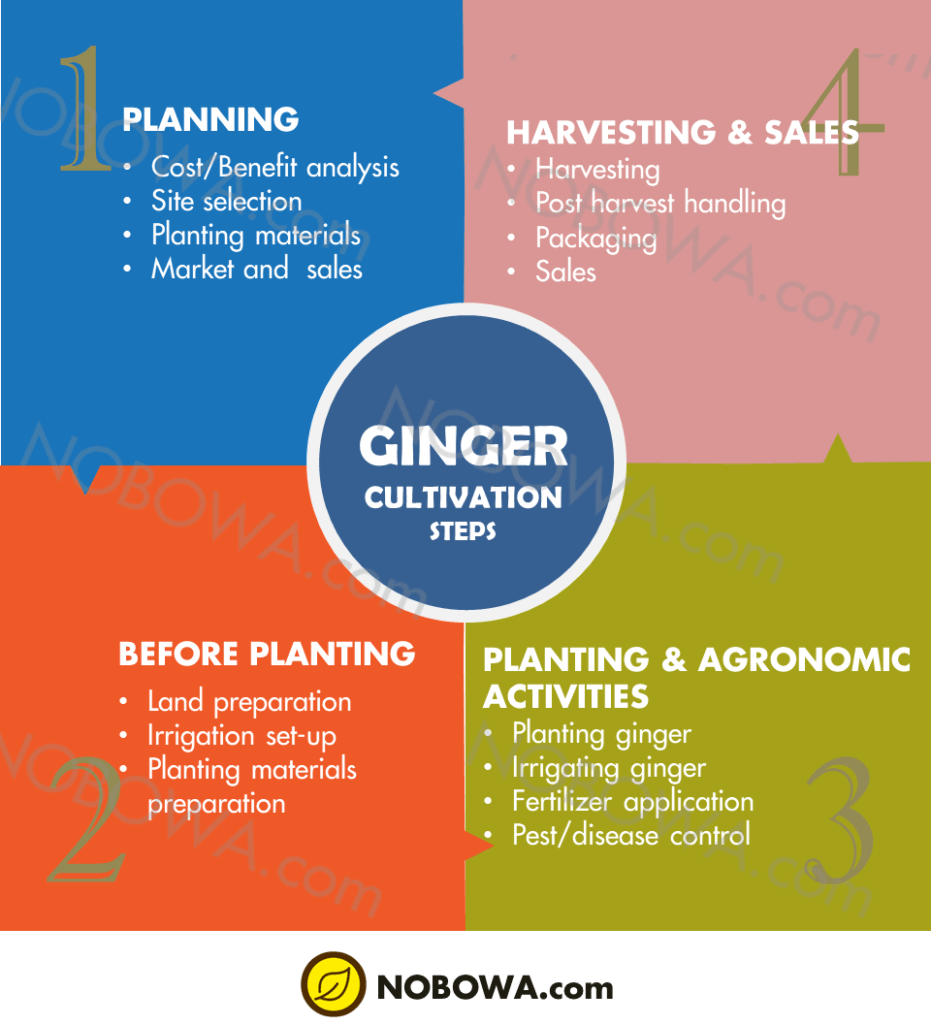 Ginger Production: A Comprehensive Guide (2022) 2 Ginger cultivation steps | Learning Centre