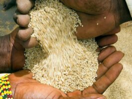Sesame cultivation in Africa