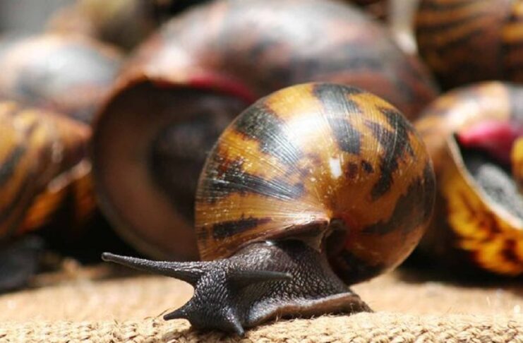 snail farming