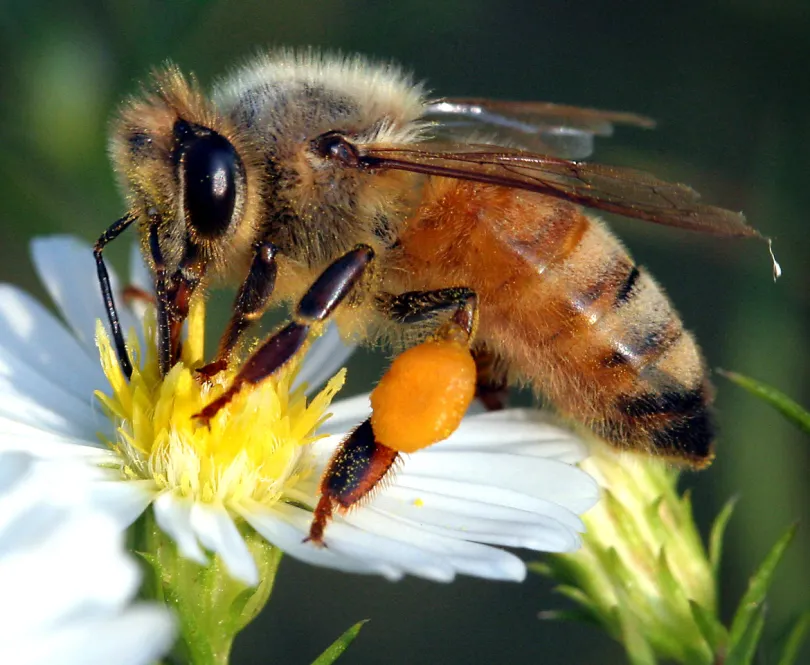 pollinator bee | Learning Centre
