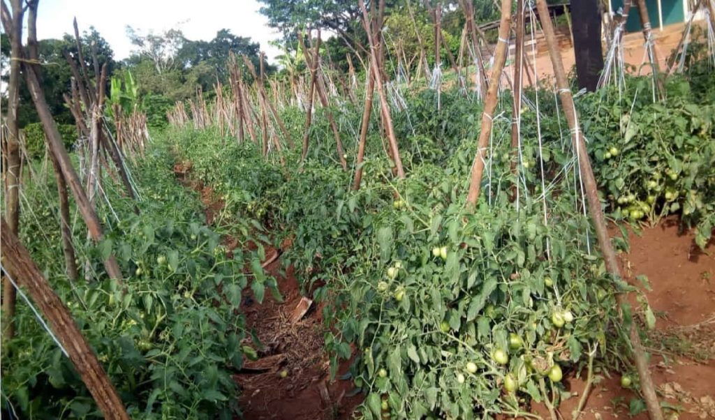 Open-field Vs Greenhouse; Which Is Better for Commercial Vegetable Production in Hot Climate? 3 Open-field vs greenhouse