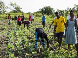 ghana census of agriculture