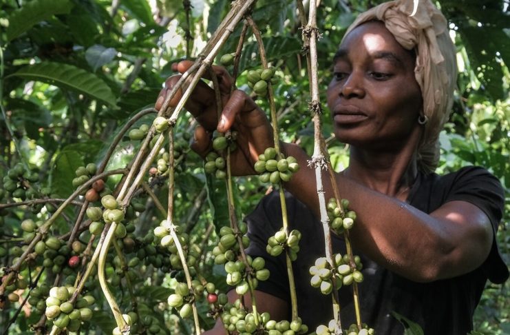 Economic Benefits of Agroforestry for Farmers