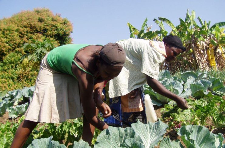 The Future of Organic Farming in Africa