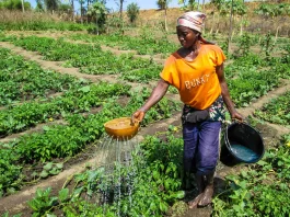 sustainable-farming-practices-nobowa.