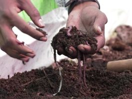 how to start organic farming in africa
