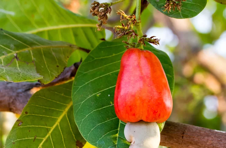 sustainable cashew farming