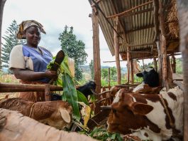 sustainable livestock farming 2